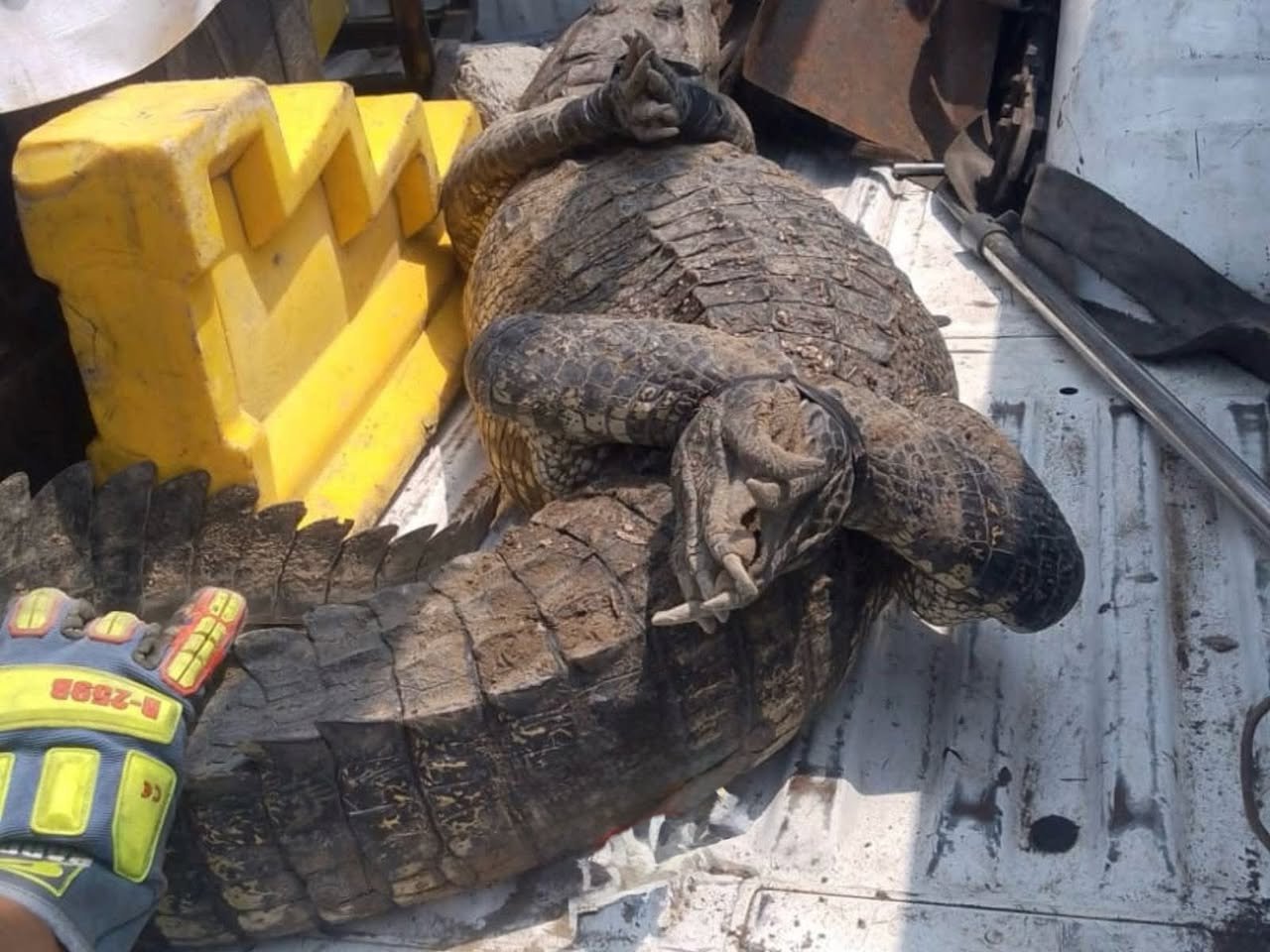 Rescatan a cocodrilo de más de dos metros hallado en obra de Altamira