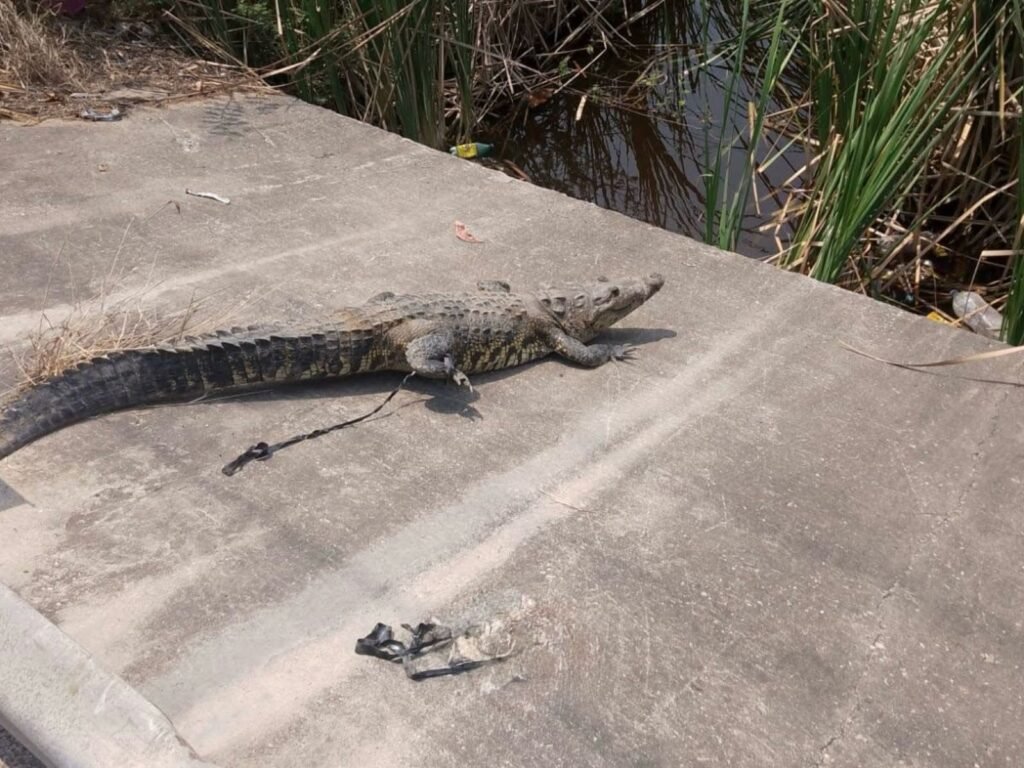 Rescatan a cocodrilo de más de dos metros hallado en obra de Altamira