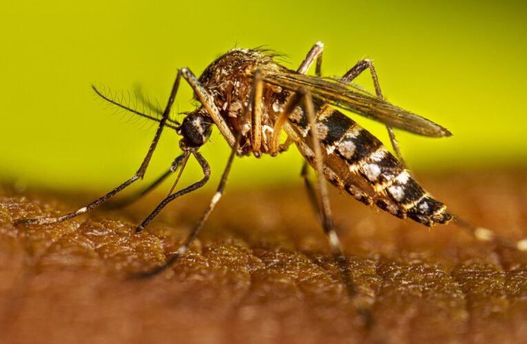Incremento del 45 % en casos de dengue en Tamaulipas