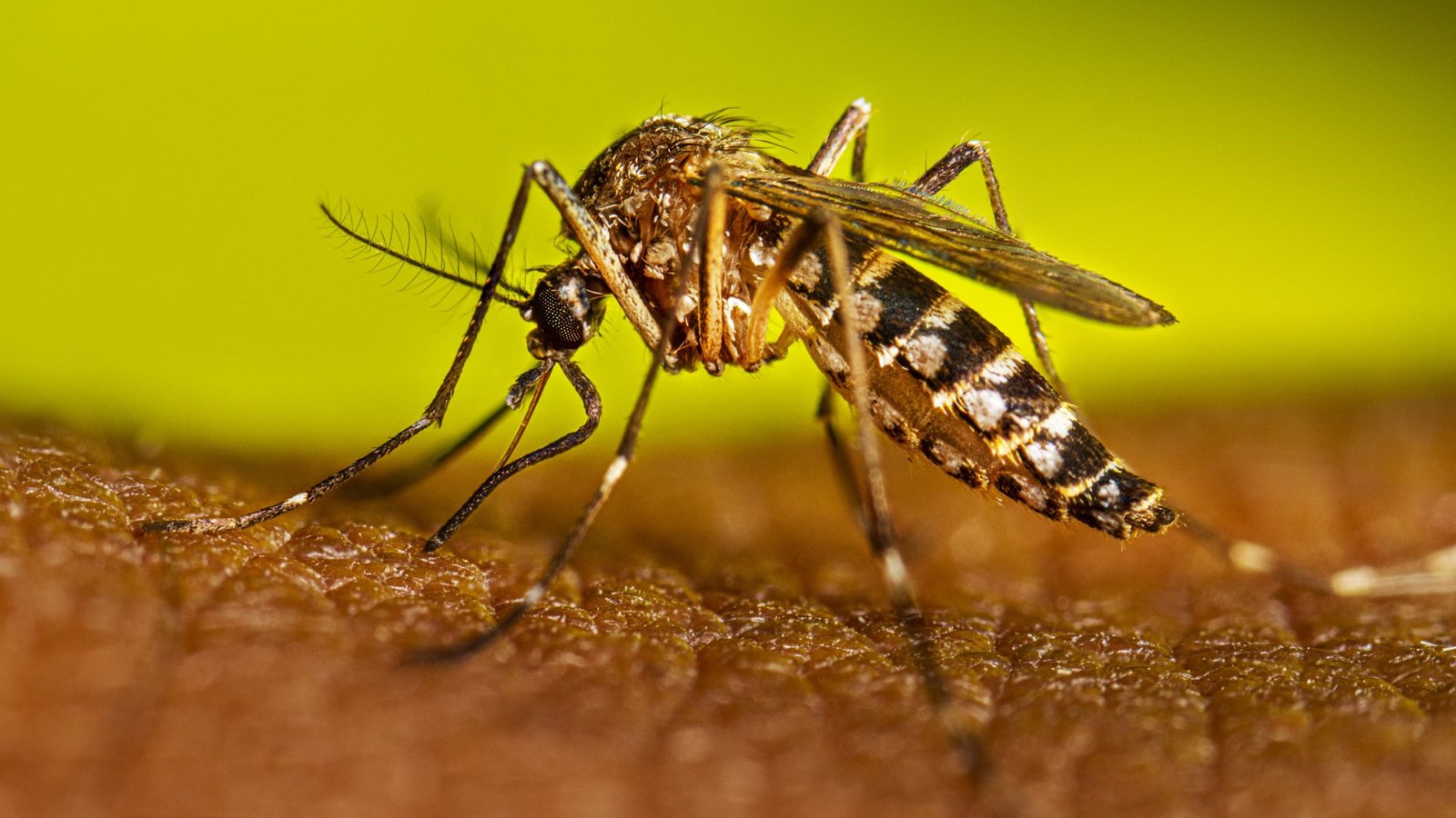 Incremento del 45 % en casos de dengue en Tamaulipas